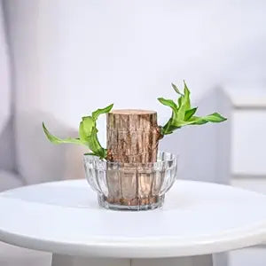 Hanira - Green Lucky Brazil Wood Potted Plant (pack of 2)