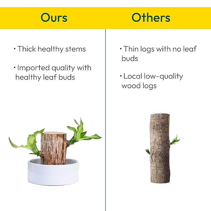 Hanira - Green Lucky Brazil Wood Potted Plant (pack of 2)