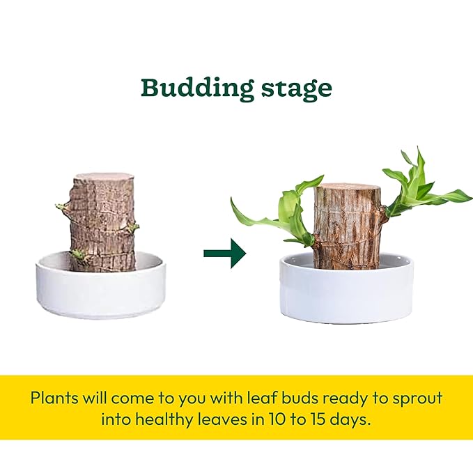 Hanira - Green Lucky Brazil Wood Potted Plant (pack of 2)